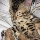 BIMINI Bengal & Abyssinian cats cattery - Pet Breeders