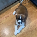 I Wuff You Dog Training and Coaching - Dog Training