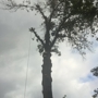 Alford Tree Service