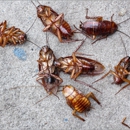 Bug Champion - Pest Control Services