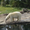 Columbus Zoo gallery