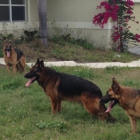 Beus German Shepherds