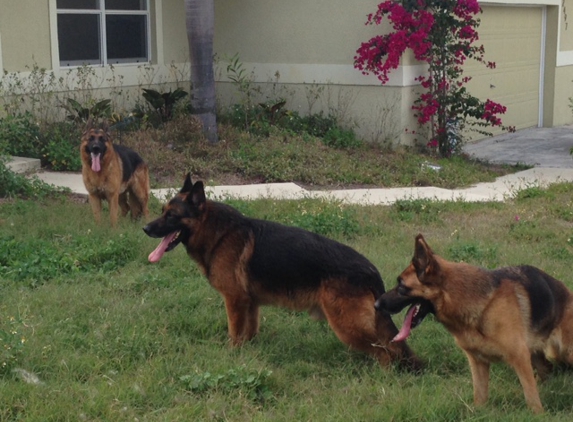 Beus German Shepherds - Molino, FL