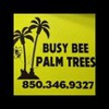 Busy Bee Palm Trees gallery