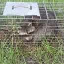 Urban Wildlife Service - Trapping Equipment & Supplies