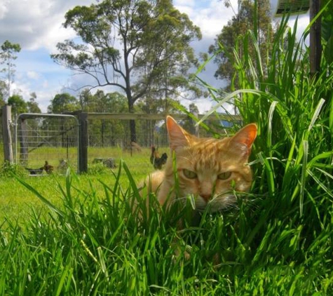 Walter St Veterinary Clinic - Boonah, QLD