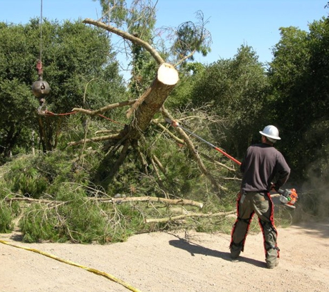 Fine Tree Care - Sebastopol, CA