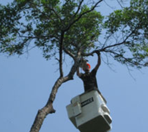 BJ Haines Tree Services - Stillwater, MN