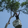 BJ Haines Tree Services