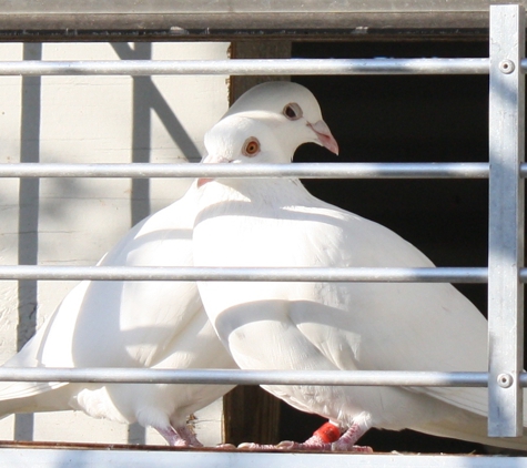 E&A Dove Release - Pensacola, FL