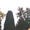 Precision Tree & Shrub Services Inc. gallery