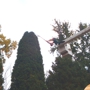 Precision Tree & Shrub Services Inc.