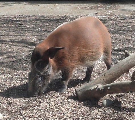 Sacramento Zoo - Sacramento, CA