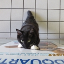 Six Forks Animal Hospital - Veterinarians