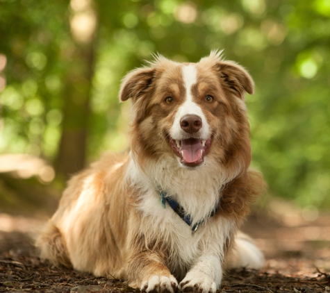 Joyful Canine Home Dog Training - Seattle, WA