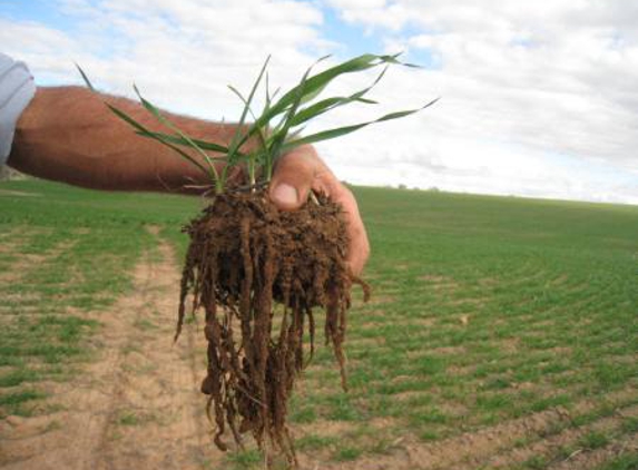 Ylad Living Soils - Barwang, NSW. Soil Testing