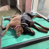 Olde Towne Pet Resort gallery