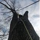 Dan's Best Price Tree Service - Tree Service