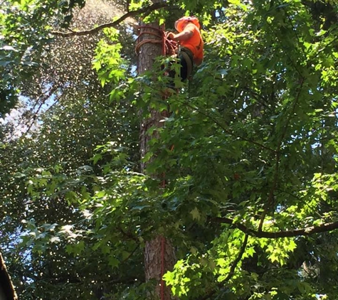 B & B Tree Service, LLC - Hot Springs, AR