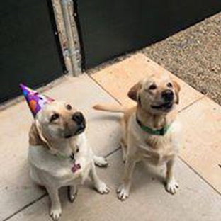 Woof Gang Bakery - Asheville, NC