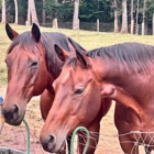 WildeWood Farm, Inc.