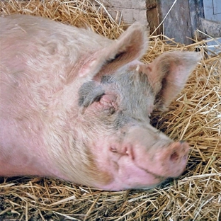 Farm Sanctuary - Watkins Glen, NY