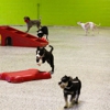Animal Activity Center, Inc. gallery