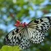 Missouri Botanical Garden gallery