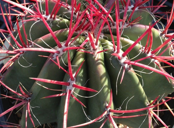 B & B Cactus Farm - Tucson, AZ