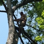 All Around Tree Specialists LLC