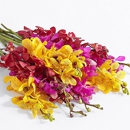 ProFlowers | 7 Days Of Freshness Guaranteed - Florists