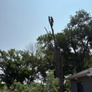 Cut And Chip Tree Service
