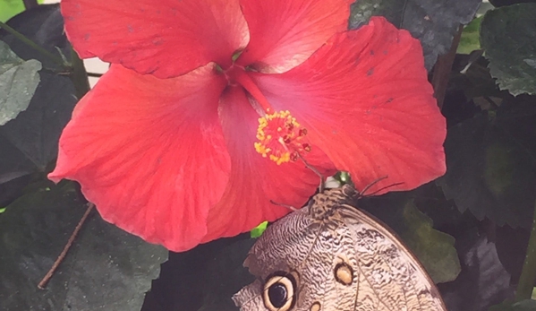 Mackinac Island Butterfly House - Mackinac Island, MI