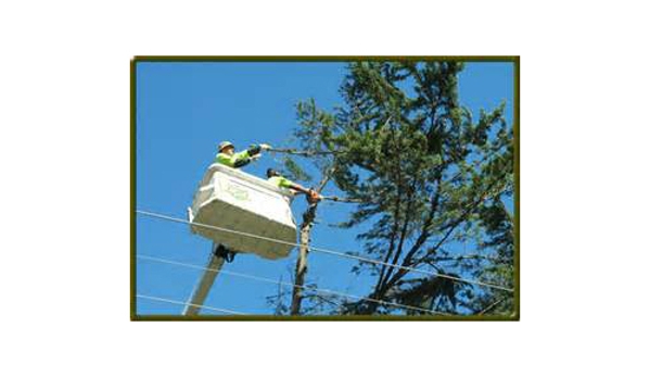 Wood FX - Slacks Creek, QLD. Tree Lopping 2 Safety Around Electricity Cables