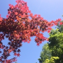 Japanese Garden - Botanical Gardens