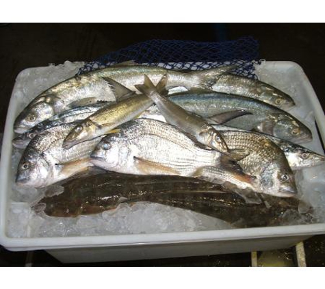 Urangan Fisheries - Callemondah, QLD