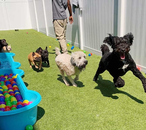 Room For Paws Pet Resort - Stamford, CT