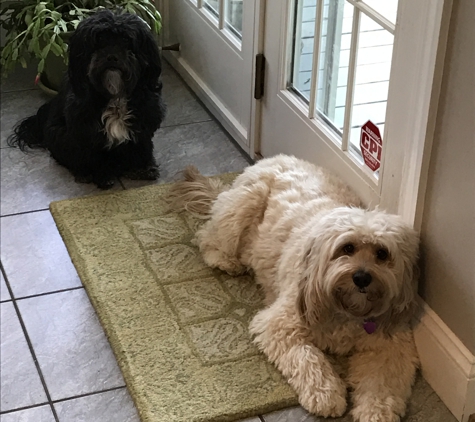 Aunt Karen's Lucky Dogs, Karen Comstock CBCC-KA - Hendersonville, NC. Two calm dogs