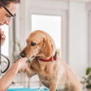 Camelot Animal Hospital - Veterinarians