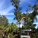 Royal Tree Service & Landscaping LLC - Tree Service