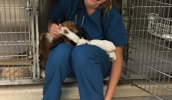 Grafton Animal Hospital - Yorktown, VA. Dr. Moore really getting into her work