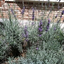 White Oak Lavender Farm - Farms