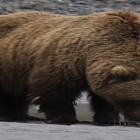 Bear Viewing in Alaska