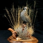 Arizona Wings Taxidermy - Bird Taxidermy