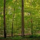 Sacred Grove