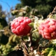 Edible School Yard