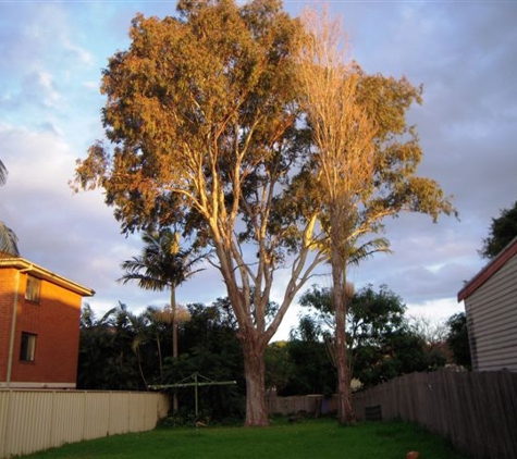 Abacus Tree Services - Hornsby, NSW