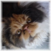 Kitty Party Persians gallery