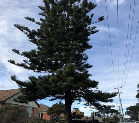 BDS Tree Care