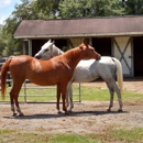 Legacy Farms - Horse Boarding
